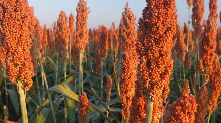 SORGO LIVRE DE TANINO
